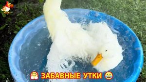Забавные утки мускусные и пекинские на свободном выгуле со своими друзьями ч.(215) ❣️🤗😂