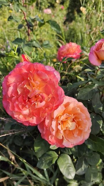 Августа Луиза