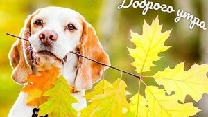 С добрым,осенним утром!