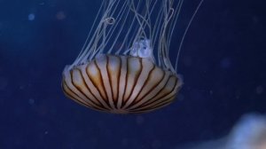 130231-746395333_small