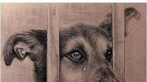 СОЖГИ, СНИМИ С СЕБЯ ПОРЧУ НА СОБАЧЬЮ ЖИЗНЬ, ХОМУТЫ,МОРОК. ОБРАТКА