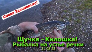 Щучка-Килошка Рыбалка на устье речки 31 08 25