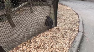 Путешествие 2 серия 1Сезон