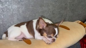 Доброго всем вечера и спокойной ночи.