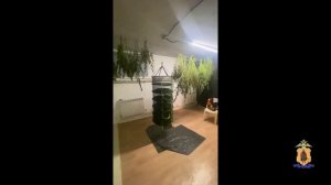 В Рязанской области задержана женщина, которая, вернувшись с Бали, занялась выращиванием конопли