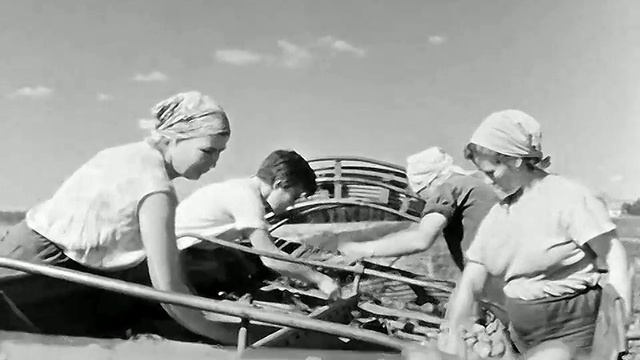 1971 год. Тюменский район. Уборка картофеля