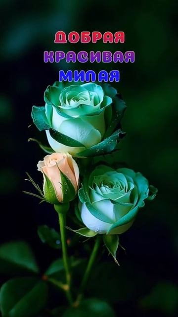 Добрые пожелания. ВидеоОткрытка смотреть онлайн