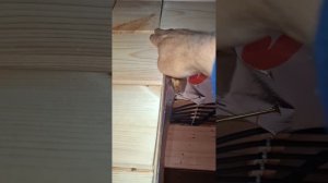 1000033724.mp4 (Собака наблюдает за креплением имитации бруса в большой комнате дома А-фрейм)