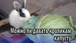 Можно ли давать домашним кроликам капусту