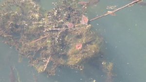 Плавающие рыбы в воде.
