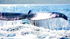 Путешествие к острову Кильдин!