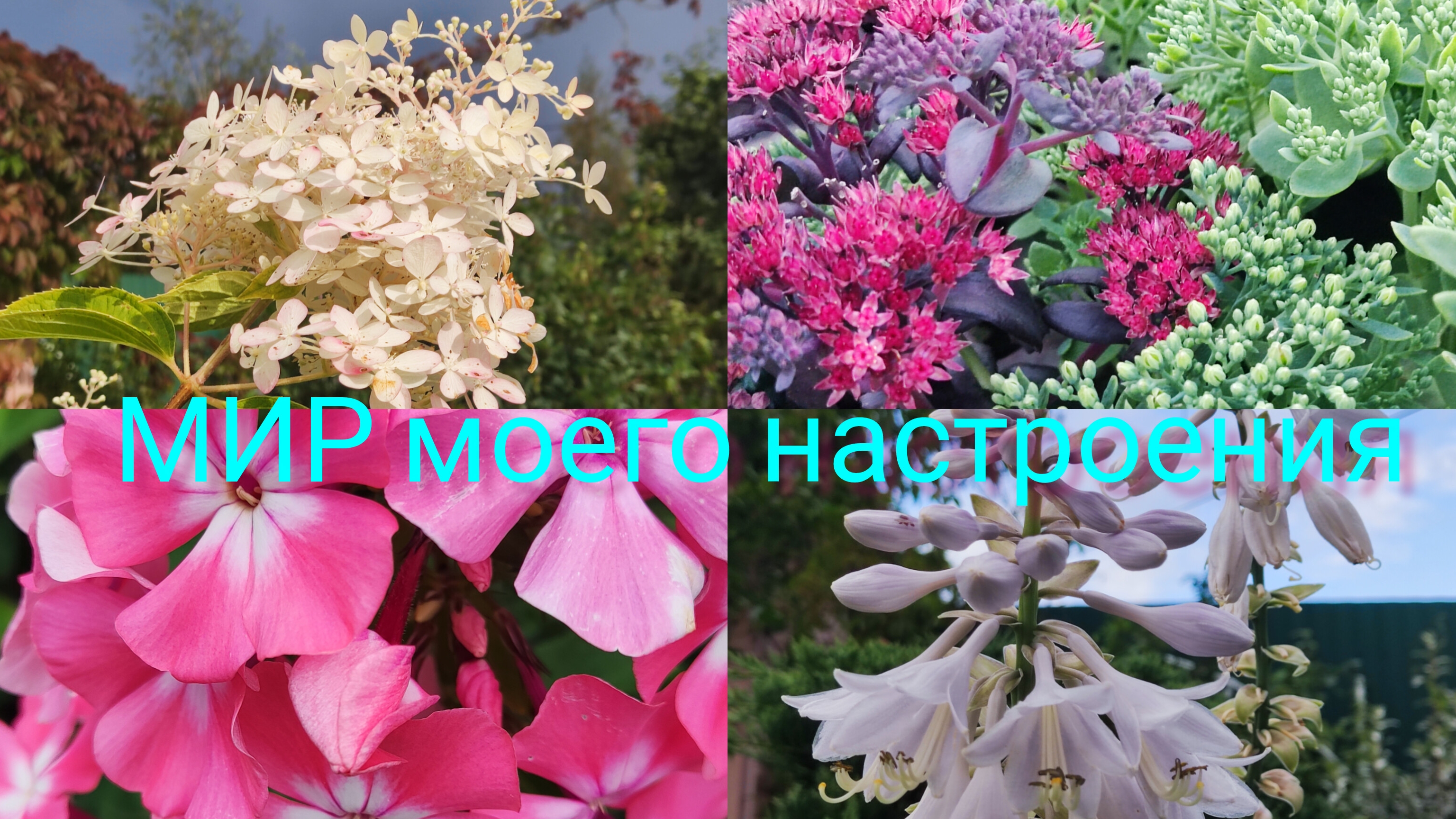 26.08.25 Дача.Грядка с хостами.Девичий виноград.Опять ворона