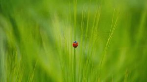 Обсуждение_темы_№_2__Характер_Бога_и_великая_борьба_Восстание_Люцифера_