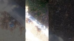 Кто уберет свинарник у полиции Кисловодска? Безкультурье и безразличие процветает у всех и во всем!