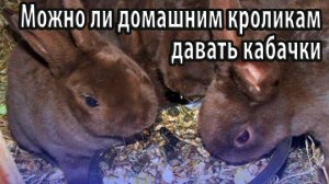 Можно ли домашним кроликам давать кабачки