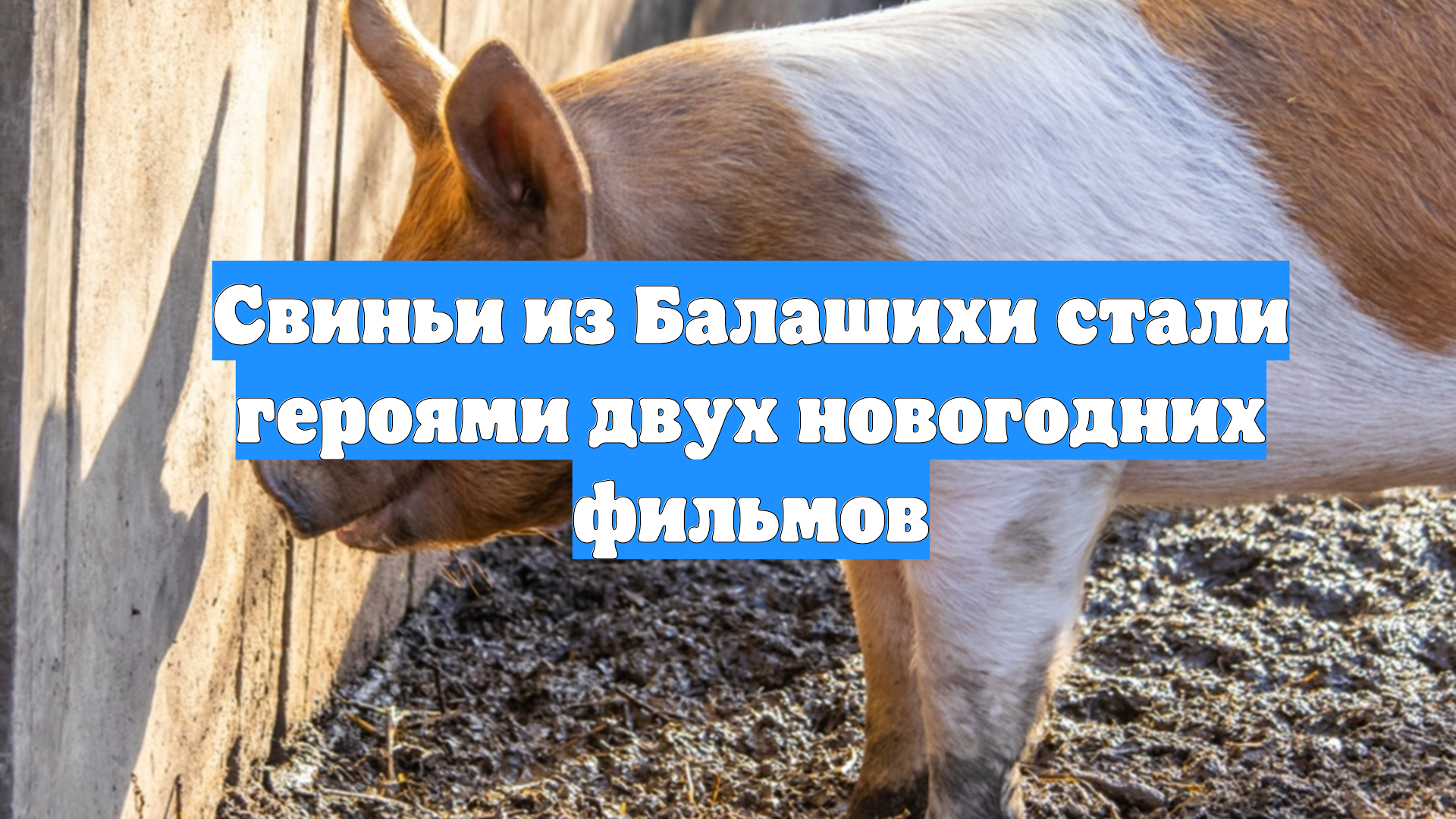 Свиньи из Балашихи стали героями двух новогодних фильмов