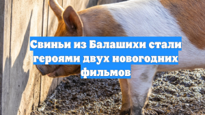 Свиньи из Балашихи стали героями двух новогодних фильмов