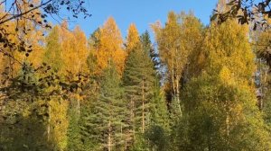 Золотая Осень в лесу. Звуки природы.