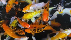 184799-874271892_small