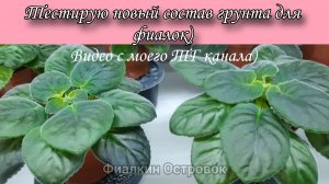 Тестирую новый состав грунта для фиалок) Видео с моего ТГ канала.