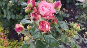 Краски осени... Регион Южный Урал.