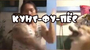 Кунг-Фу-Пес #забавныеживотные