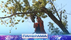 ⚡️Спасая жизни: коммунальщики ликвидировали более 260 аварийных деревьев в Донецке