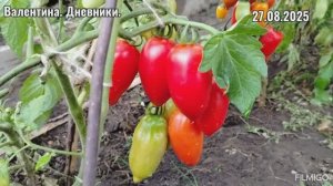 27.08.2025 А что в теплице? снимаю помидорки... впереди осень... комнатный сюрприз. и другие сорта