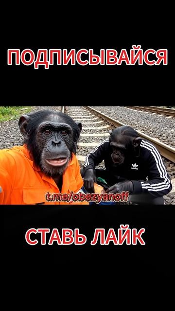 Братья Гоши Обезьянова на железной дороге смотреть онлайн