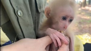 Обезьянка сиротинушка голодная одна нашлась Сама на руки пошла Уцепилась не отпускает Умыли покормил