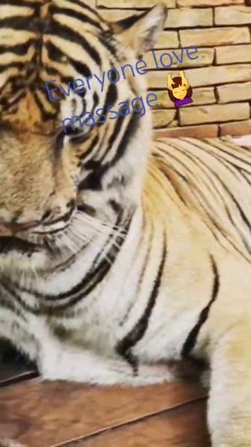 Массажик для тигра? Почему бы нет! смотреть онлайн