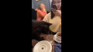 Смешные животные, часть 24