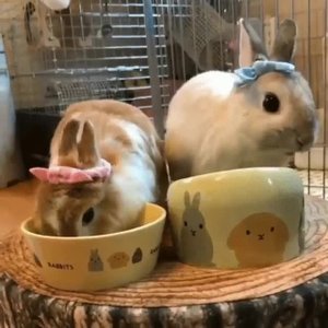 #друзьяприкалываются #кошки #вирусныйэффект #мягкиелапки #sleepycat #смешныекадры #веселыепосты #...