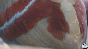 Молуккский большеног Eulipoa wallacei