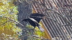 20250903_135252 3 сентября на даче. Собираем остатки урожая. Ворона и облепиха