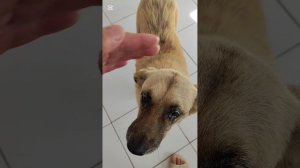 Отвезла собачку с опухолью в клинику на операцию