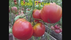 ТОМАТЫ. Крупноплодные сорта томатов.