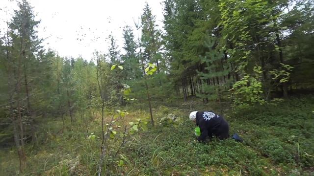 Разведка маршрута, сбор брусники и грибов. смотреть онлайн