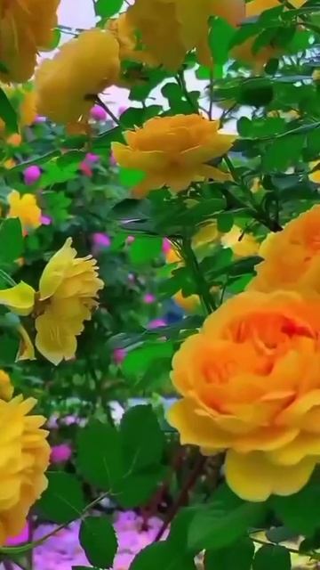 Прекрасного вечера. ВидеоОткрытка смотреть онлайн