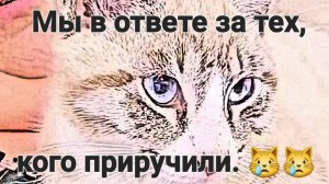 Обзор от 3 сентября 2025г.
В нашей семье... 😿😿😿