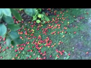 СЛИВОПАД. Собираем море СЛИВЫ. Будем делать настойку, вино и просто морозить ягоду на зиму. #слива