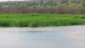 Последний поход на ишановскую лужу(к воде не подойти, заросли берега)
