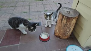 Клепа и Енот получили первую пятерку