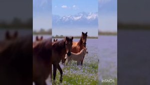 Есть солнышки люди