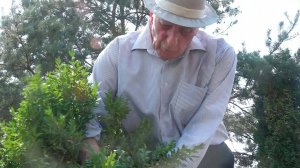 Кцойты Гермæн ныссагъта 334 бæласæй аллæйæ Бесланы