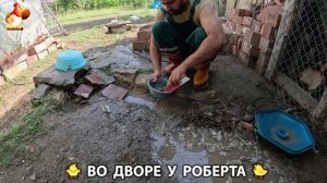 Содержание кур в домашних условиях и других птиц во дворе у Роберта 🐣🐤🦆🐔🪿🦃 (199)