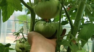 СИБИРЬ. ТЕПЛИЦА √2 С ТОМАТАМИ. 2025.