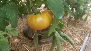 СПЕЛЫЕ ТОМАТЫ В СИБИРИ, В ТЕПЛИЦАХ. 18 ИЮЛЯ. 2025.