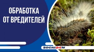 В Сочи продолжается санобработка деревьев и кустарников от вредителей