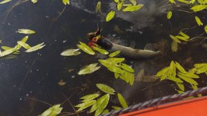 Забрался в дебри и понеслась рыбалка 🎣
